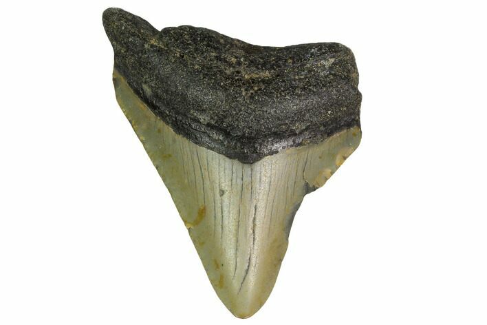 Bargain, Megalodon Tooth - North Carolina #152944